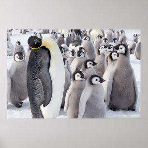 Pinguim de imperador com poster dos pintinhos