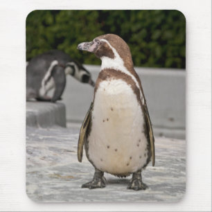 Pinguim-de-magalhães-marrom Mousepad