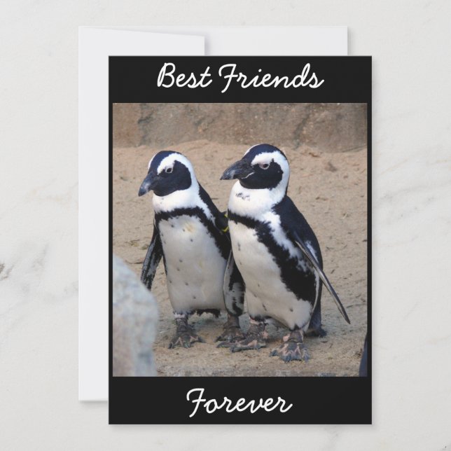 Pinguins (Frente)