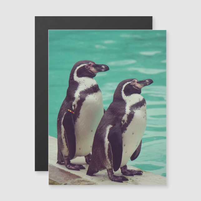 Pinguins (Frente/Verso)