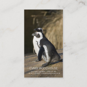 Pinguins africanos • Modelo de cartão de negócios