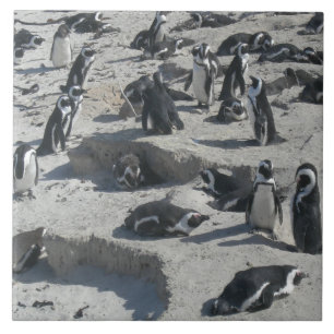 Pinguins bonitos no Azulejo de Cerâmica de Praia
