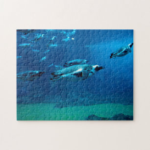 Pinguins de natação, Quebra-cabeça de Jigsaw