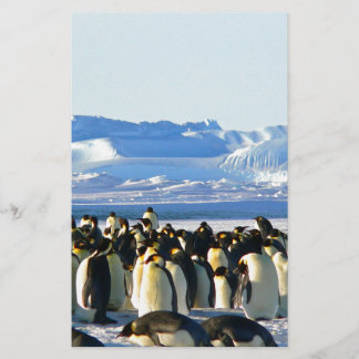 Pinguins imperadores