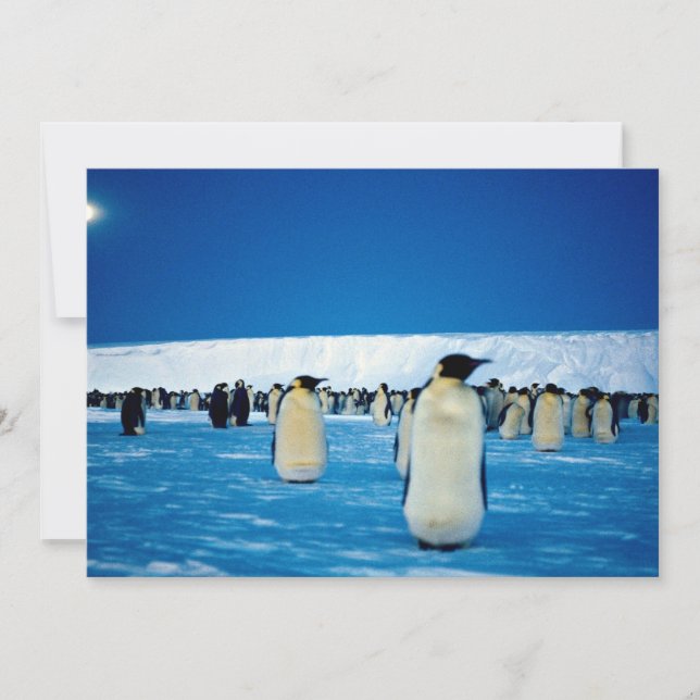 Pinguins imperadores à luz da lua, Antártica (Frente)