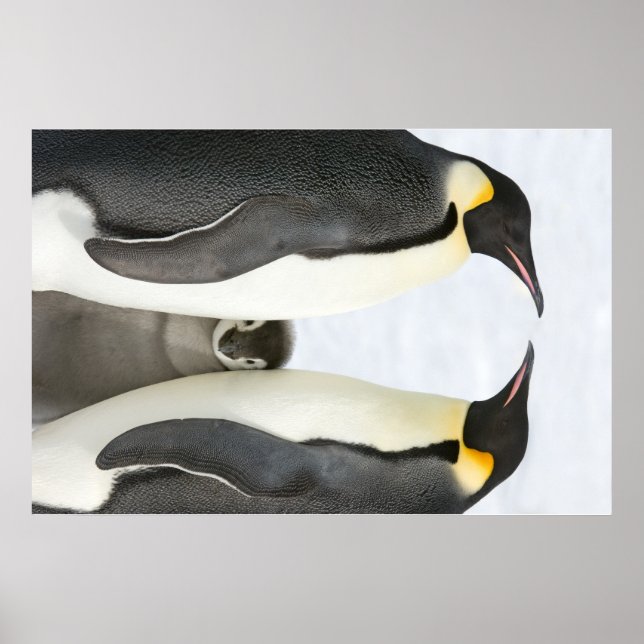 Pinguins imperadores com poster Pintinho (Frente)