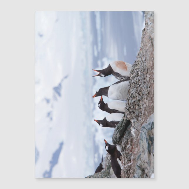 Pinguins na Antártica (Frente)