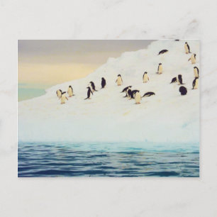 Pinguins No Gelo, cartão postal