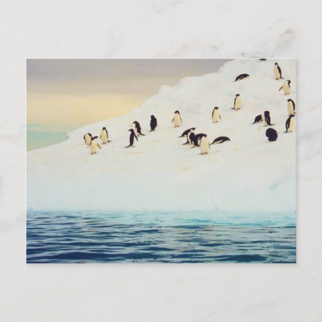Pinguins No Gelo, cartão postal (Frente)