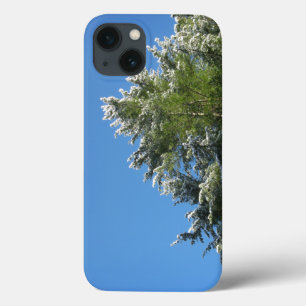 Pinheiro com Pontas Nevadas no Céu Azul