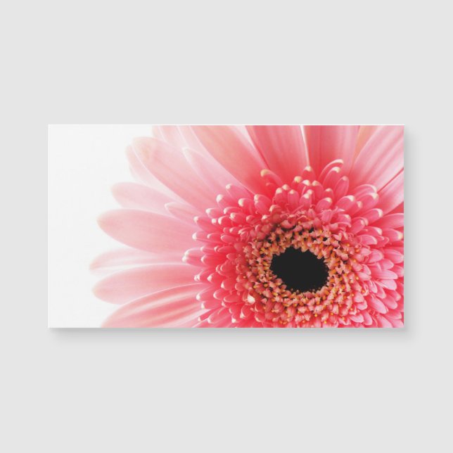Pink Gerbera Daisy  (Frente)