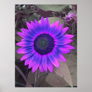 Pink N Purple Sunflower Poster