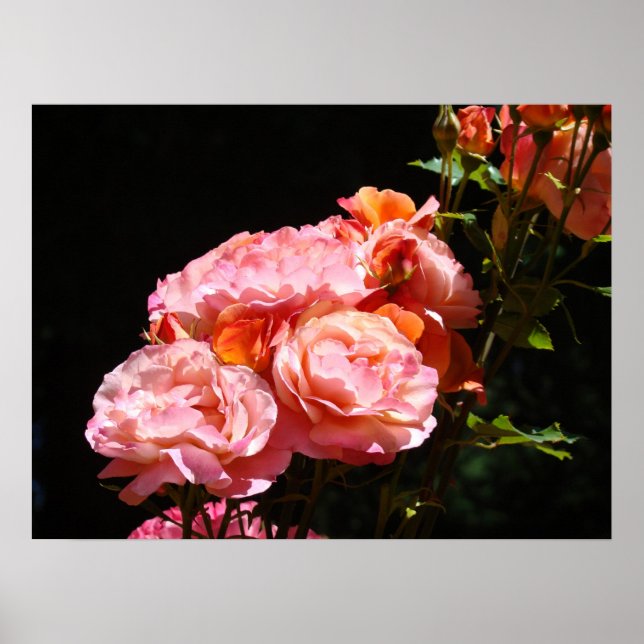 Pink Rose Flower Bouqet poster prints Floral (Frente)