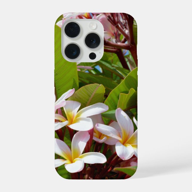 Pink Splendor, Pink Frangipani Blooms On A Tree (Verso)