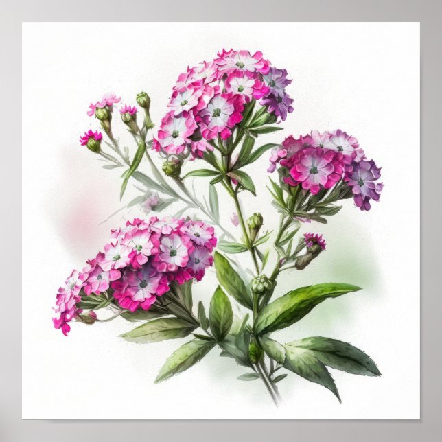 Pink Sweet William Flower Art Impressão Poster (Frente)