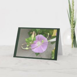 Pink Symphony Morning Glory Cartão em Branco