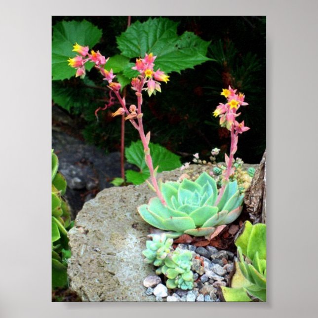 Pintinho e lentes no Bloom Impressão ou Poster (Frente)