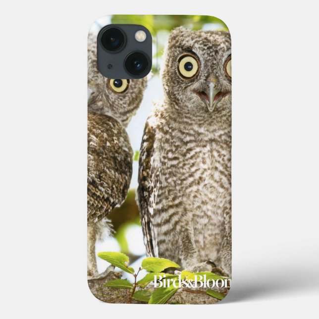 Pintinhos das corujas de Screech (Verso)