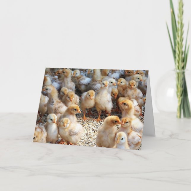 Pintinhos para bebês de cartões (Frente)