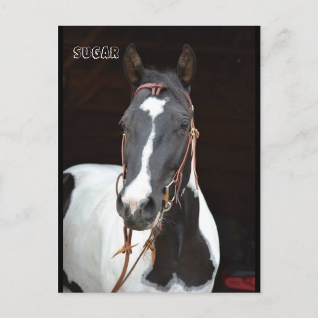 Pinto Filly chamada cartão de posto "Açúcar" (Frente)