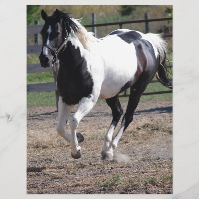 Pinto Paint Horse (Frente)