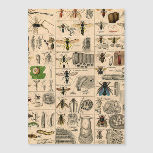 Pintura De Abelhas Insetos Insetos Vaza Natureza N