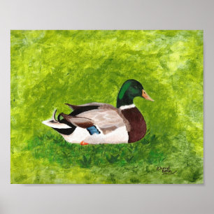 Pintura de Pato-real Sentado na Grama Posters