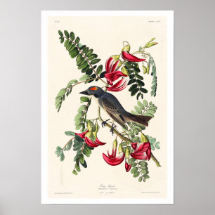 Piping Flycatcher por Poster de Audubon