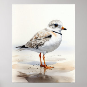 Piping Plover Bird Art Impressão