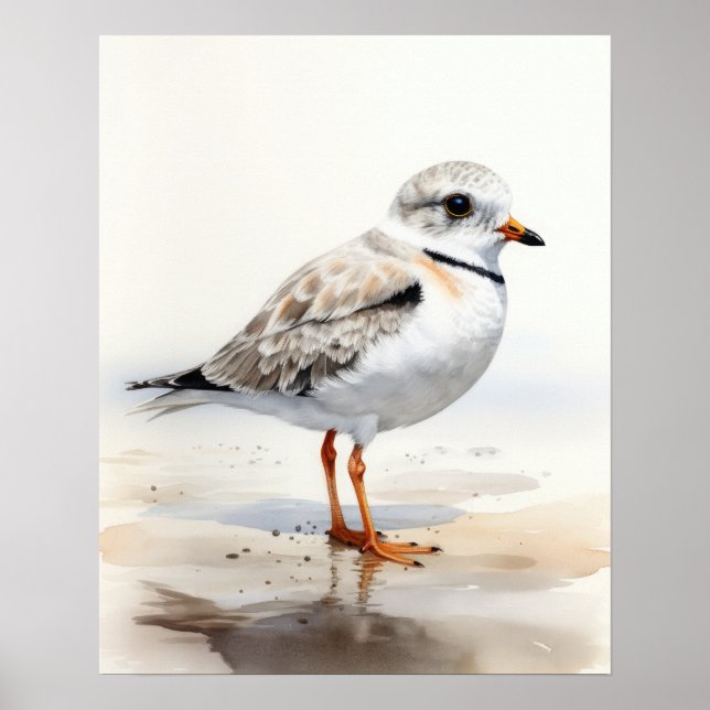 Piping Plover Bird Art Impressão (Frente)
