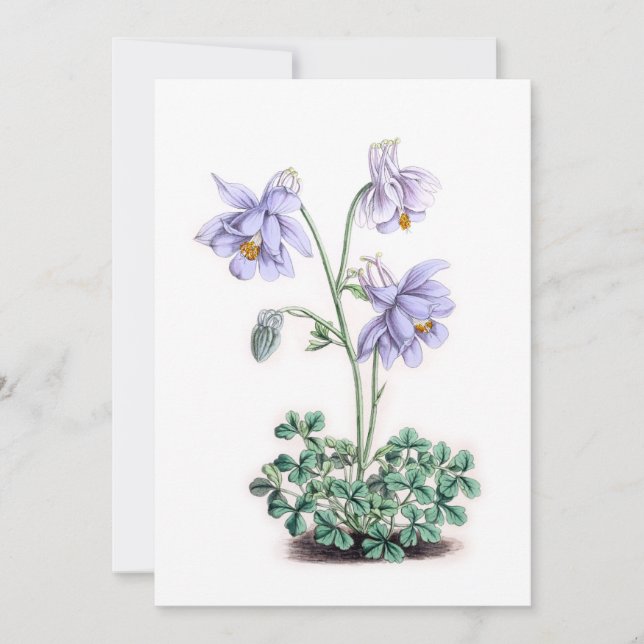 Pirenéus Columbine - Aquílio pyrenaica (Frente)