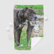 Pit Bull e Cat