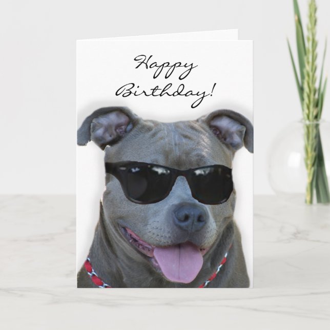 Pitbull azul do feliz aniversario com cartão dos (Frente)