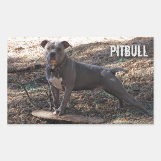 Pitbull com adesivos de skate
