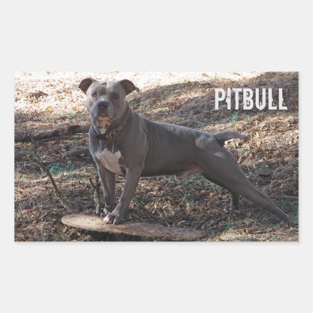 Pitbull com adesivos de skate (Frente)