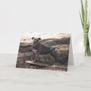 Pitbull com Cartão de Aniversário de Skateboard