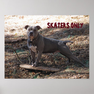 Pitbull com o poster dos patinadores do skate