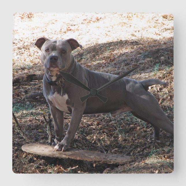 Pitbull com Relógio de Parede do Skateboard (Frente)