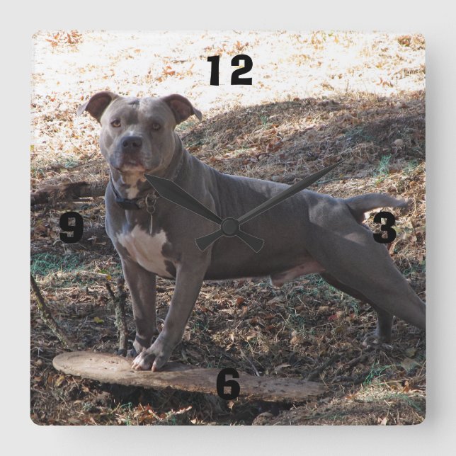 Pitbull com relógio de parede numerado para skate (Frente)