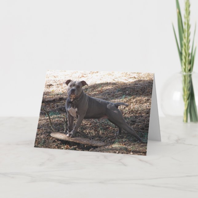 Pitbull com skate ousam receber um bom cartão (Frente)