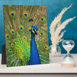 Placa Com Foto Plumagem de Peacock Perfeita