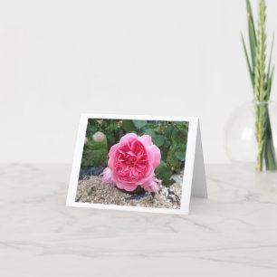 Placa de Cartões de aniversários de Flor Rosa Rosa