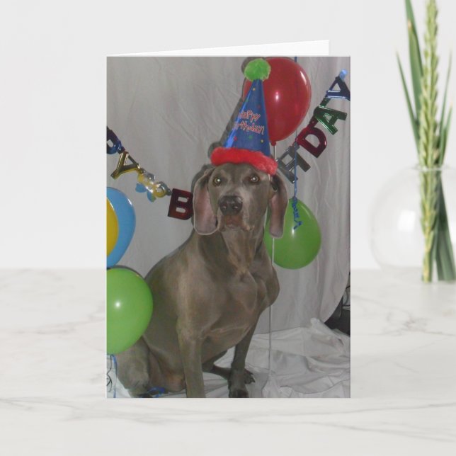 Placa de Cartões de aniversários Weimaraner (Frente)