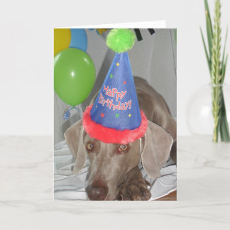 Placa de Cartões de aniversários Weimaraner