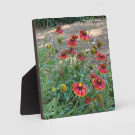 Placa Flores de hélio