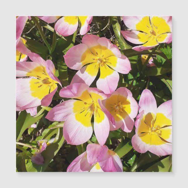 Placa magnética das flores cor-de-rosa e amarela (Frente)