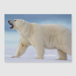 Placa Magnética do Urso Polar