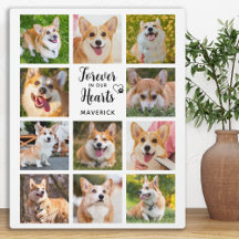 Memorial Do Cachorro Para Sempre Na Colagem Fotogr