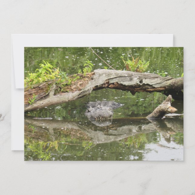 Placa plana Alligadora furtiva (Frente)