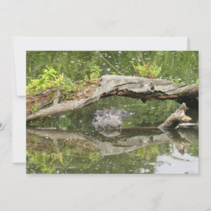 Placa plana Alligadora furtiva